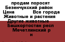 продам поросят .Безенчукский район  › Цена ­ 2 500 - Все города Животные и растения » Другие животные   . Башкортостан респ.,Мечетлинский р-н